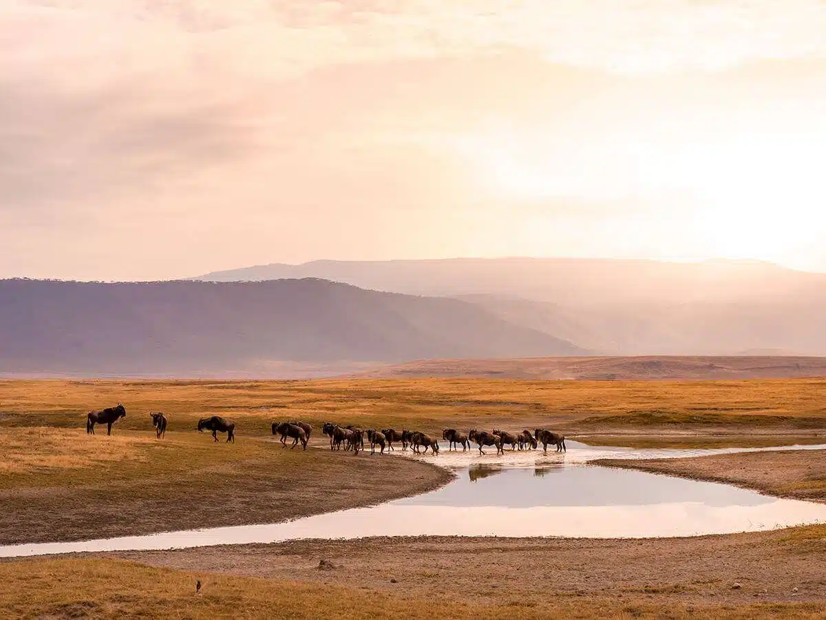 serengeti national park40