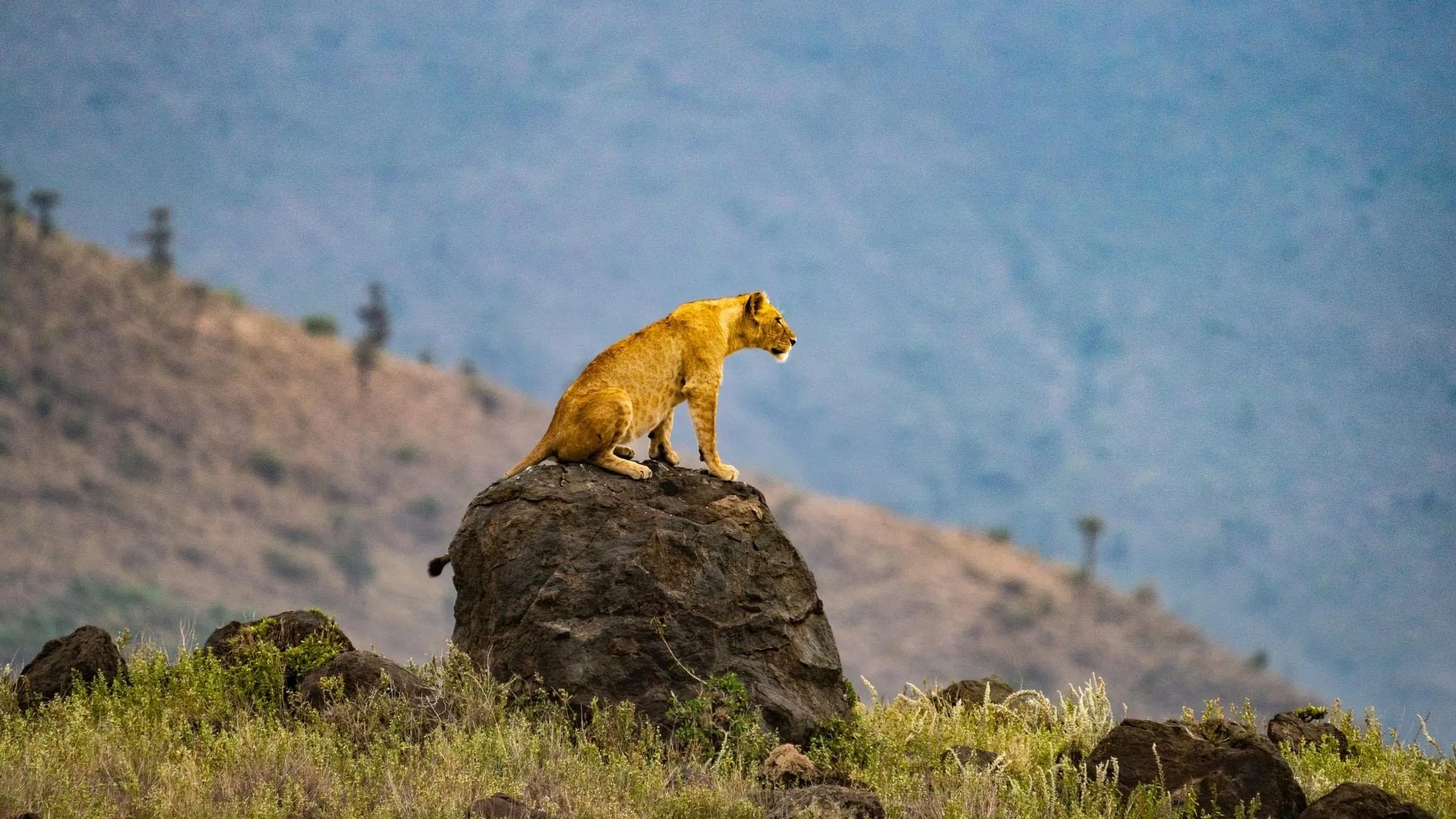 ngorongoro69