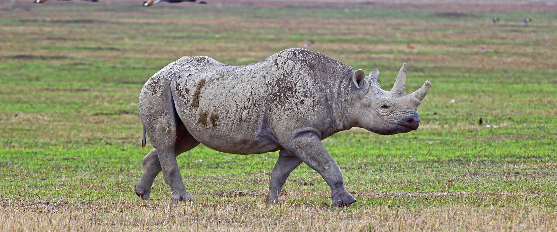 ngorongoro87