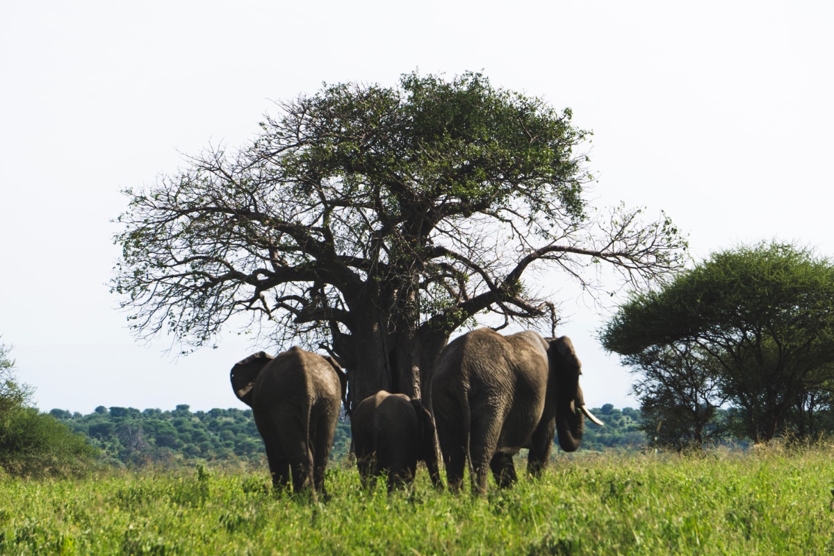 tarangire np15